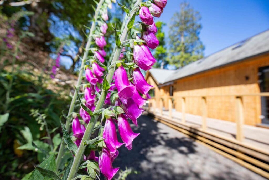 Wildflowers around The Lodge
