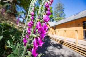 wildflowers around the lodge